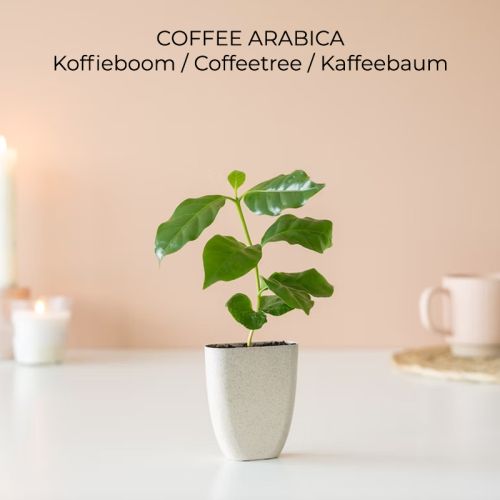 Cadeau arbre en boîte - image 4